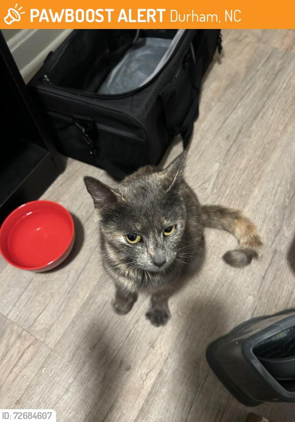 Found/Stray Female Cat last seen highland ave durham nc, Durham, NC 27704