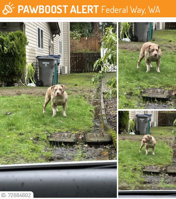 Found/Stray Male Dog last seen 312th Street, Federal Way, WA 98023