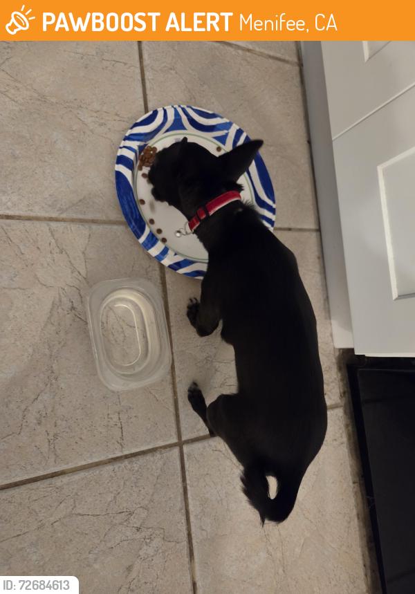 Found/Stray Unknown Dog last seen Carmel rd, Menifee, CA 92584