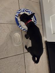Found/Stray Unknown Dog last seen Carmel rd, Menifee, CA 92584