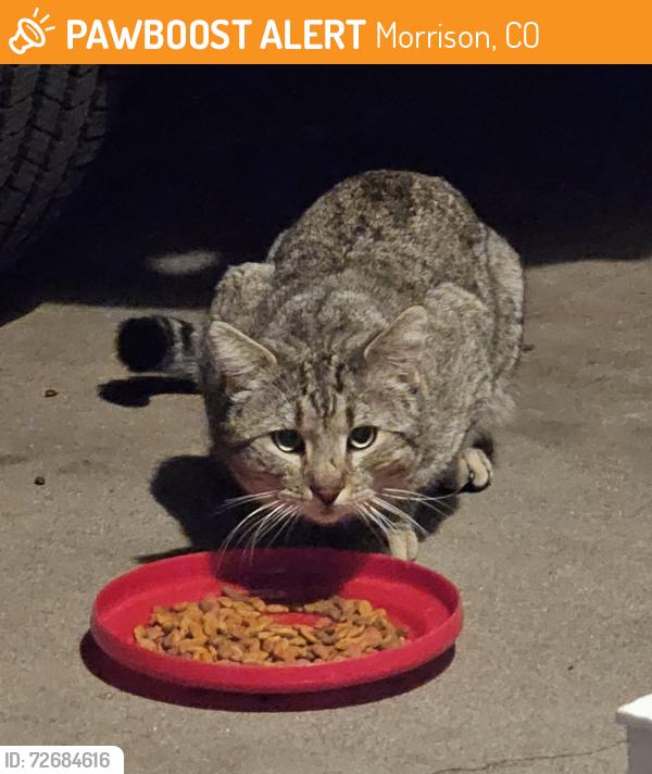 Found/Stray Unknown Cat last seen Weaver hollow pool, Morrison, CO 80465