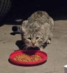 Found/Stray Unknown Cat last seen Weaver hollow pool, Morrison, CO 80465