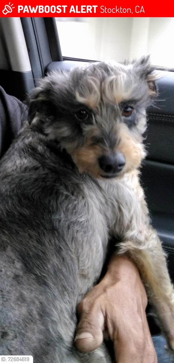 Lost Female Dog last seen Family Dollar Harding Way, Stockton, CA 95204