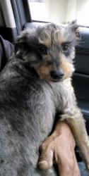 Lost Female Dog last seen Family Dollar Harding Way, Stockton, CA 95204