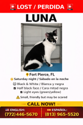 Lost Female Cat last seen Oleander, Fort Pierce, FL 34982