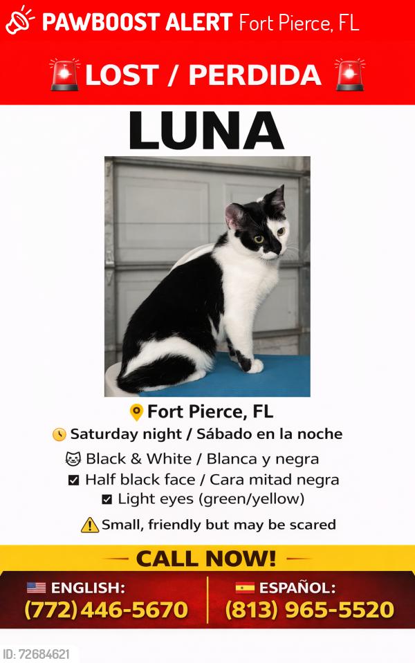 Lost Female Cat last seen Oleander, Fort Pierce, FL 34982