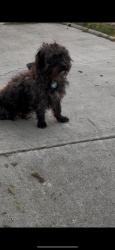 Found/Stray Unknown Dog last seen Service, Ceres, CA 95307