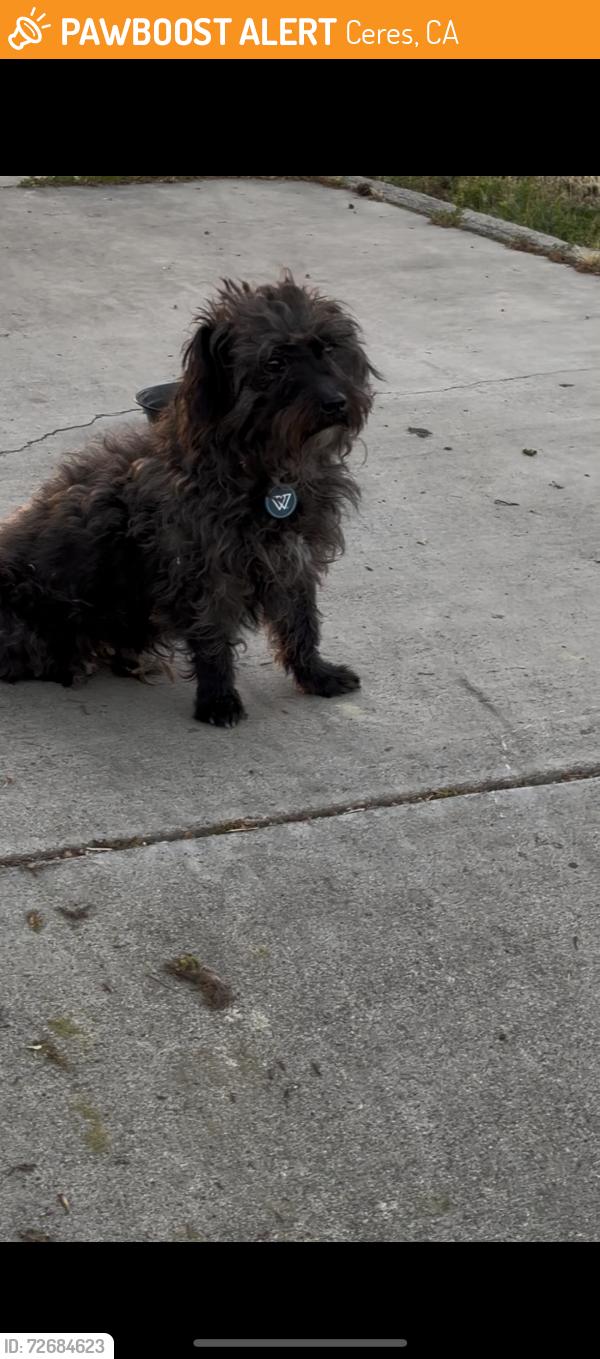 Found/Stray Unknown Dog last seen Service, Ceres, CA 95307