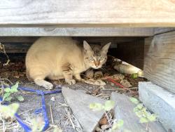 Found/Stray Unknown Cat last seen My hse on Riley dr, Corpus Christi, TX 78412