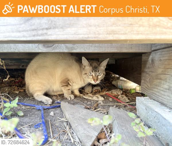 Found/Stray Unknown Cat last seen My hse on Riley dr, Corpus Christi, TX 78412