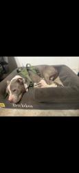 Lost Male Dog last seen Near ct and 66 st, Miami, FL 33193