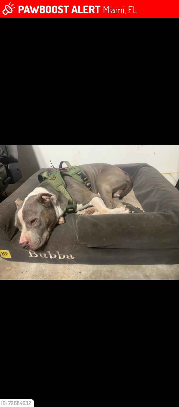 Lost Male Dog last seen Near ct and 66 st, Miami, FL 33193