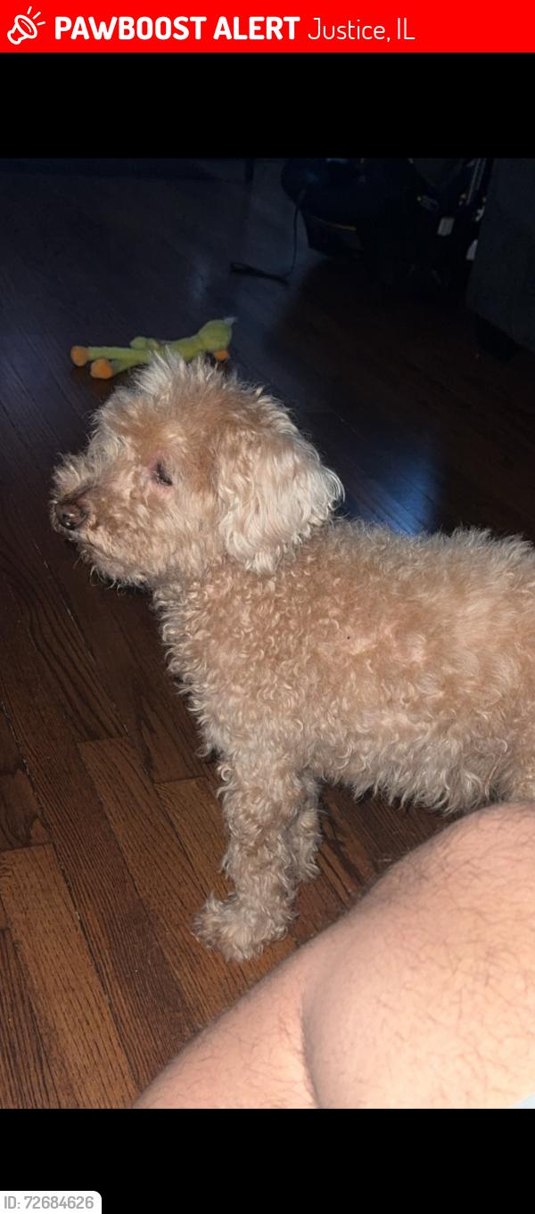 Lost Male Dog last seen 82nd Ave, Justice, IL 60458