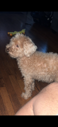 Lost Male Dog last seen 82nd Ave, Justice, IL 60458