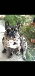 Lost Female Dog last seen Crenshaw , Visalia, CA 93291