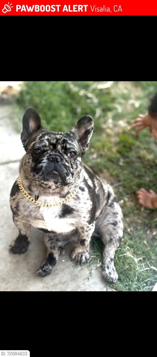 Lost Female Dog last seen Crenshaw , Visalia, CA 93291