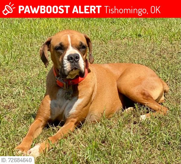 Lost Female Dog last seen Sooners, Tishomingo, OK 73460