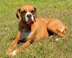 Lost Female Dog last seen Sooners, Tishomingo, OK 73460