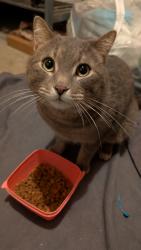 Found/Stray Male Cat last seen Chapelle community center , Edmonton, AB T6W