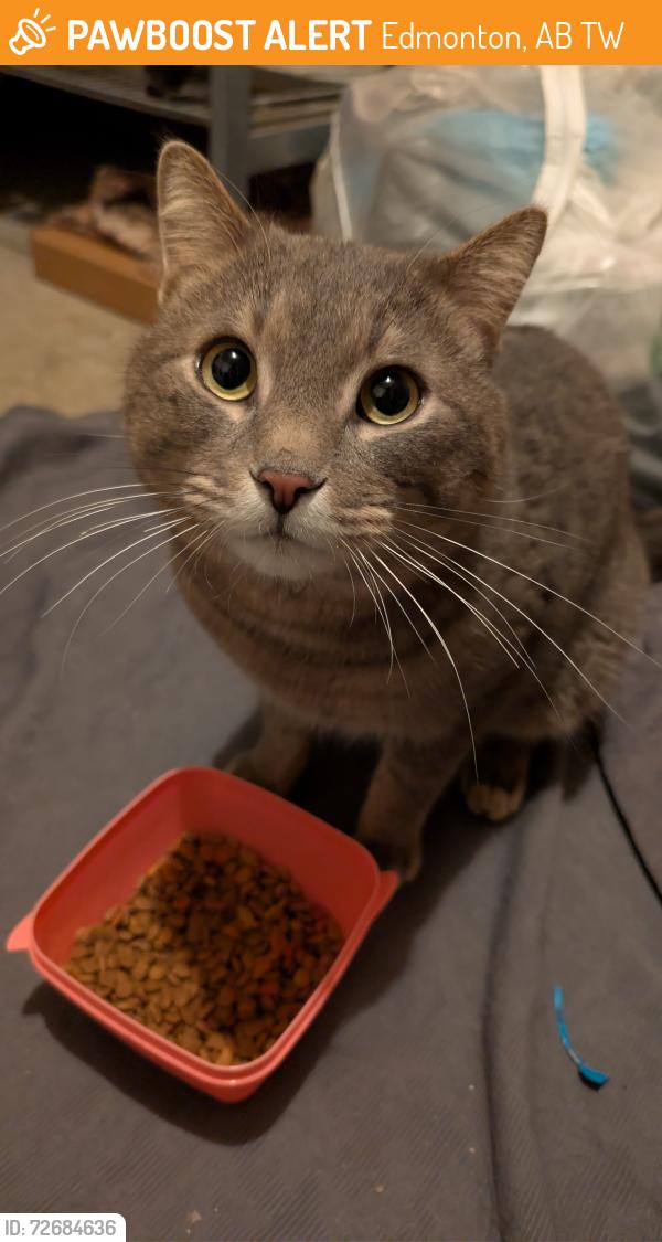 Found/Stray Male Cat last seen Chapelle community center , Edmonton, AB T6W