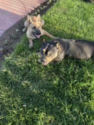 Found/Stray Female Dog last seen Eldorado, Stockton, CA 95204