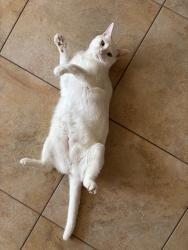 Lost Female Cat last seen Earnest ave, orlando fl, Orlando, FL 32837