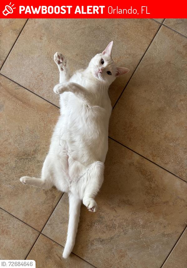 Lost Female Cat last seen Earnest ave, orlando fl, Orlando, FL 32837