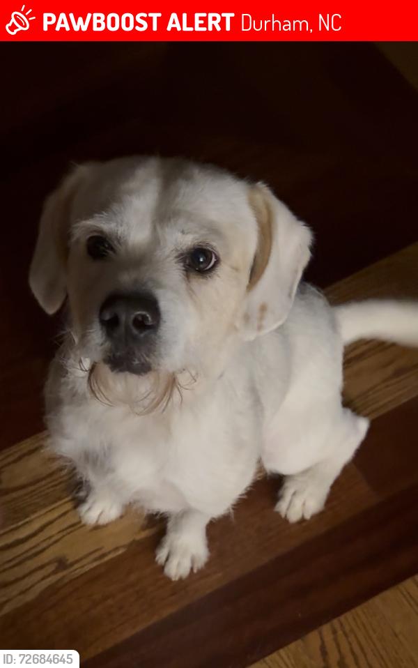 Lost Male Dog last seen Near Massey chapel Rd 27713, Durham, NC 27713
