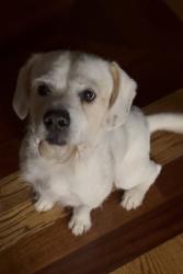 Lost Male Dog last seen Near Massey chapel Rd 27713, Durham, NC 27713