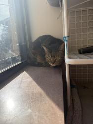Lost Female Cat last seen The Sunset Rills apmt/ Scotts Deli, Knoxville, TN 37914