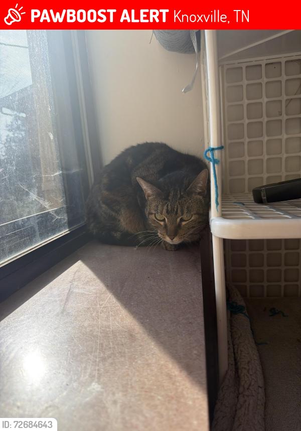 Lost Female Cat last seen The Sunset Rills apmt/ Scotts Deli, Knoxville, TN 37914