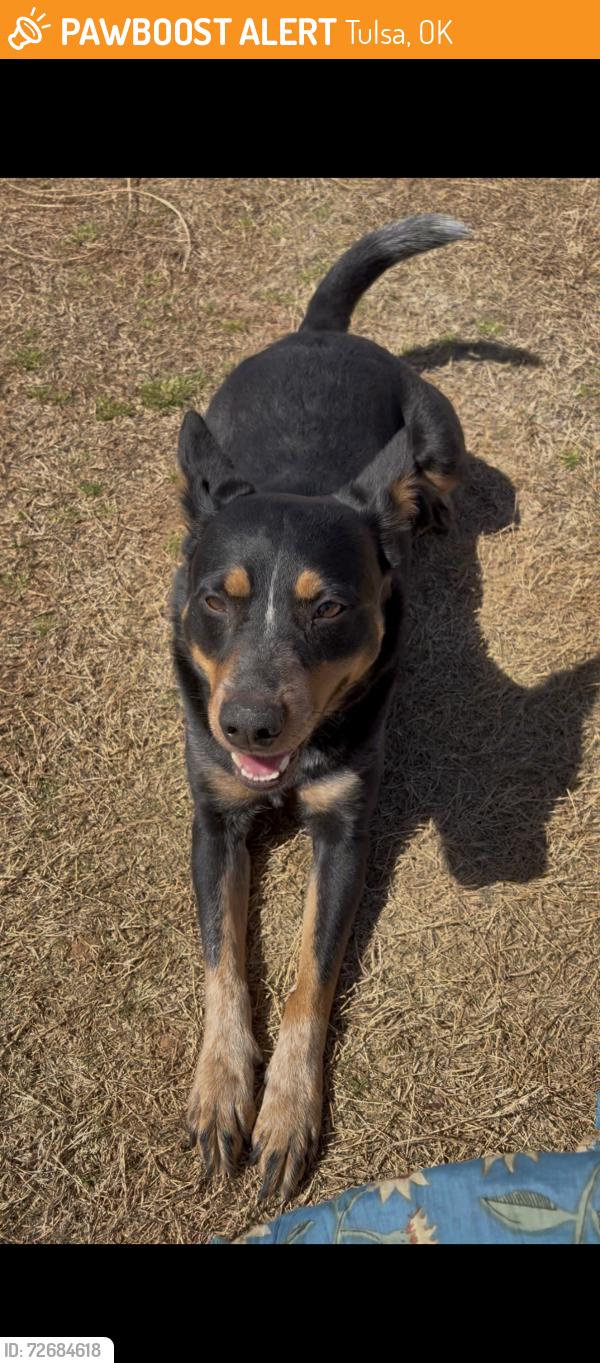 Found/Stray Female Dog last seen Near Eden Village of Tulsa, Sandy Park, and Charles Page BLVD. , Tulsa, OK 74127