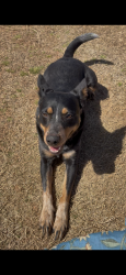Found/Stray Female Dog last seen Near Eden Village of Tulsa, Sandy Park, and Charles Page BLVD. , Tulsa, OK 74127