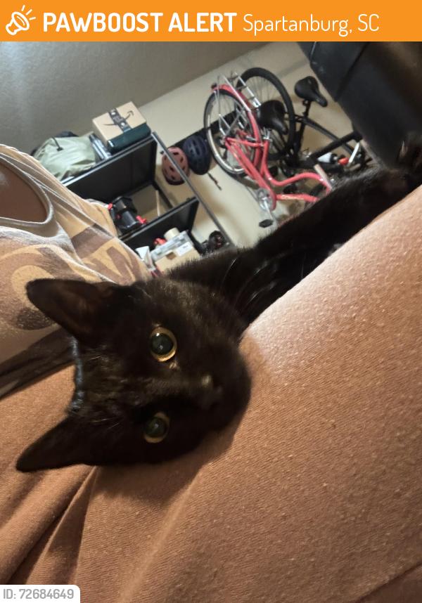 Found/Stray Unknown Cat last seen Regal Spartan, Spartanburg, SC 29301