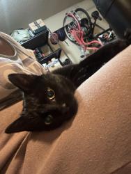 Found/Stray Unknown Cat last seen Regal Spartan, Spartanburg, SC 29301