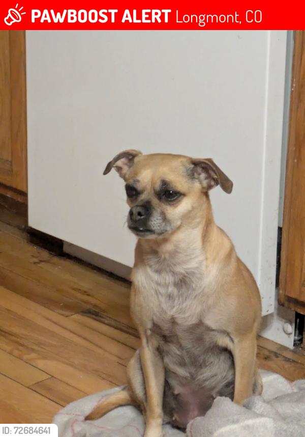 Lost Female Dog last seen 17th Ave and hiver, Longmont, CO 80501