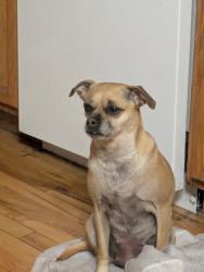 Lost Female Dog last seen 17th Ave and hiver, Longmont, CO 80501