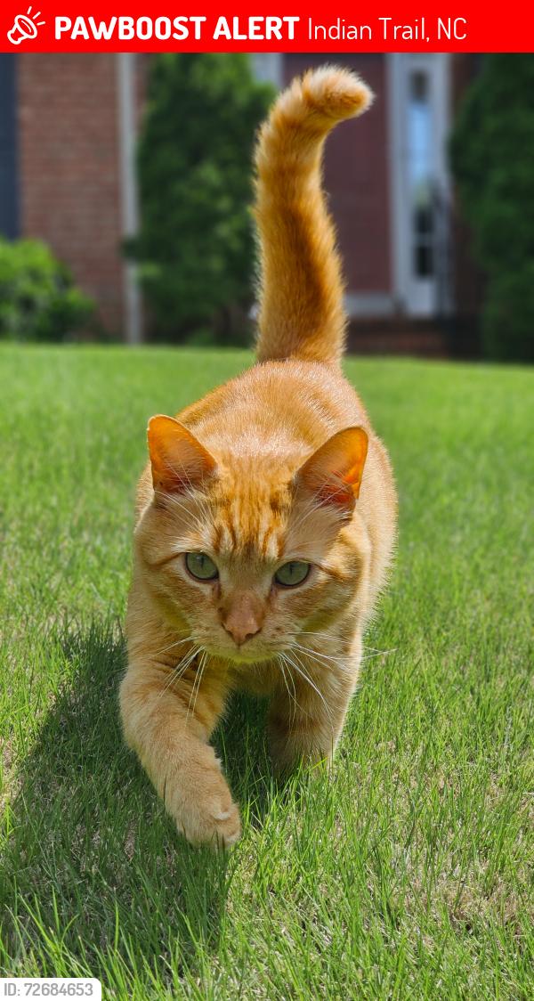 Lost Male Cat last seen Brandon Oaks neighborhood, Indian Trail, NC 28079