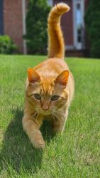 Lost Male Cat last seen Brandon Oaks neighborhood, Indian Trail, NC 28079