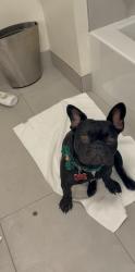 Lost Male Dog last seen Near plyler mill rd Monroe nc 28112, Monroe, NC 28112