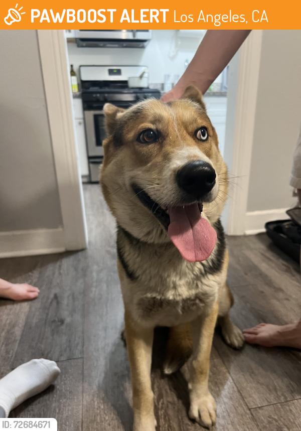 Found/Stray Female Dog last seen W 24th St & Normandie Ave, Los Angeles, CA 90007