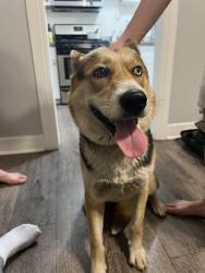 Found/Stray Female Dog last seen W 24th St & Normandie Ave, Los Angeles, CA 90007