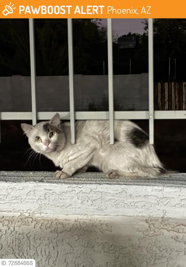 Found/Stray Unknown Cat last seen Avana cordoba apts, Phoenix, AZ 85042