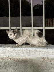 Found/Stray Unknown Cat last seen Avana cordoba apts, Phoenix, AZ 85042