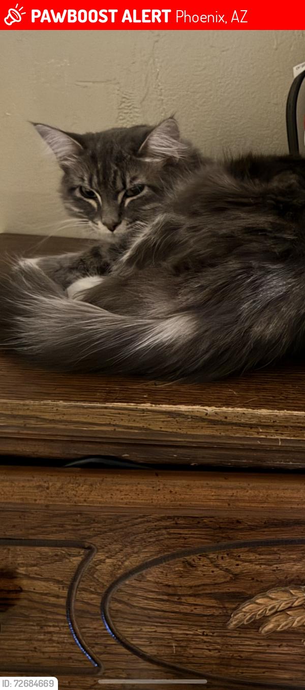 Lost Female Cat last seen 67th and McDowell rd, Phoenix, AZ 85035