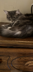 Lost Female Cat last seen 67th and McDowell rd, Phoenix, AZ 85035