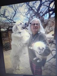Lost Male Dog last seen Piedmont Drive NW Lenoir, North Carolina     , Lenoir, NC 28645
