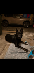Found/Stray Unknown Dog last seen Worthington Woods Deer Crossing, Columbus, OH 43081