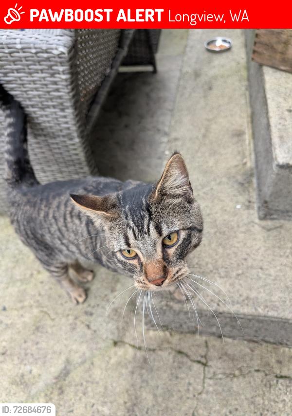 Lost Male Cat last seen Hickory Ct and Hickory Avenue , Longview, WA 98632