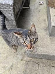 Lost Male Cat last seen Hickory Ct and Hickory Avenue , Longview, WA 98632